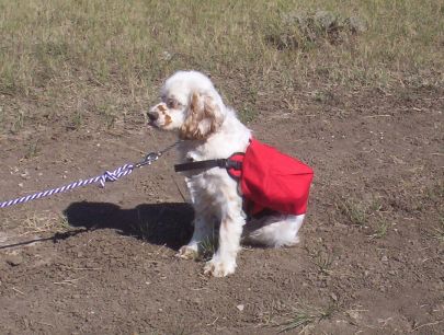 Frankie In His First Backpack