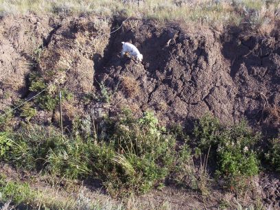 Frankie Hill Crosstraining