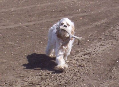 Frankie Shed Hunting