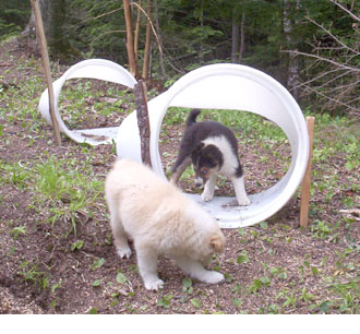 puppytunnel 06-09-2005.jpg