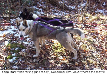 vixen.jpg