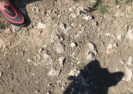 Fossils In Situ 2017-05-26