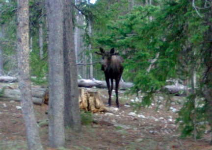 Bullwinkle Visiting 2014-06-03
