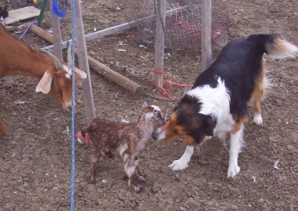 Trudy after JUST being born!