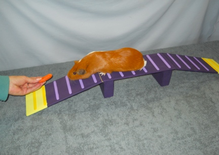 Matey Guinea Pig or Dog Walk or Bridge