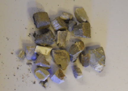 Fossils from Driveway 5 minutes time to collect