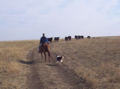 Marna, Missy & Raya moving some cows