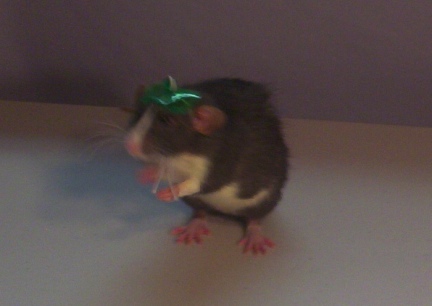 Little Mac in a little green hat