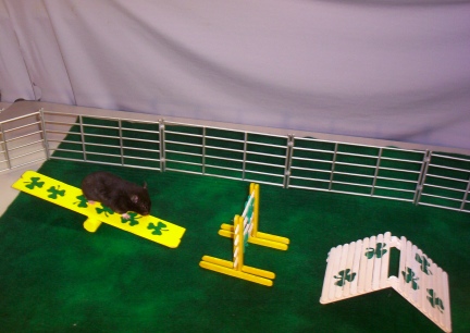 Uic on St. Pat's Day Tetter Totter