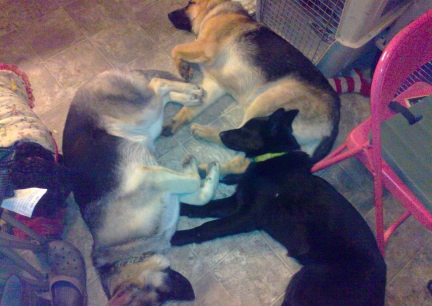 Looking like Angels, Titus, Tekoa, Texas Tea and Joy  2014-02-10