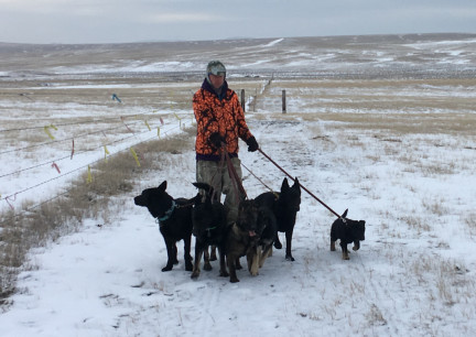 Deron 6 German Shepherd Dogs in Hand