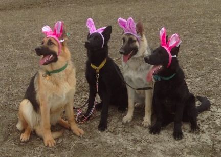 Getting Ready for Easter GSDs 2014-03-30