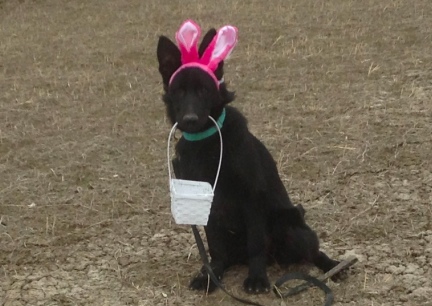 Easter Turquoise GSD 2014-03-30