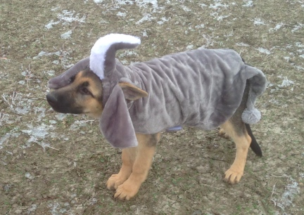 2013-10-31 Tekoa's Custome? Republican