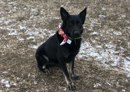 Elf on Direwolf 2017-12-14  Tabaliah