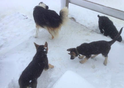  Four In The Snow  2013-10-05.