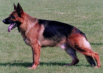 GSD Red Black