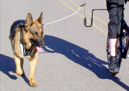 GSD Springer Bike Biking