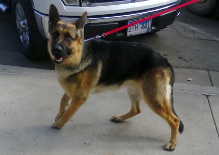 GSD Sam met at gun store