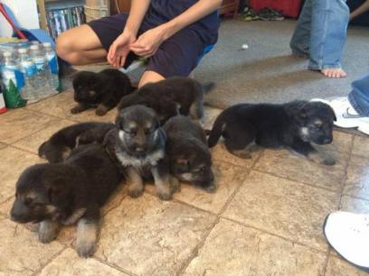 German Shepherd Dog Puppies Box Elder