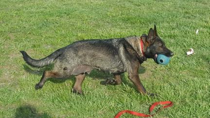 Ivy Vom Haus Braun - Tikuah Dam