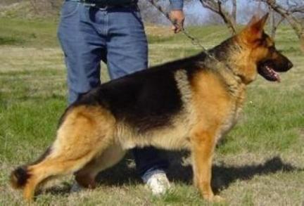 Maximus vom Brashears - Texas Tea Great Grandsire bottom side