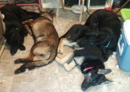 Napping GSD 2018-03-03