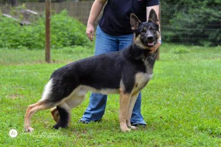 Quando von der Tetiaroa Tabaliah Sire