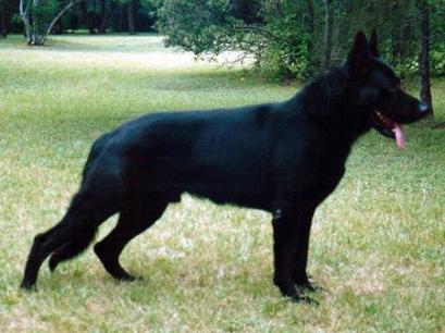 Texas Tea's Greatgreatgrandsire Robby von der Lindenhalle