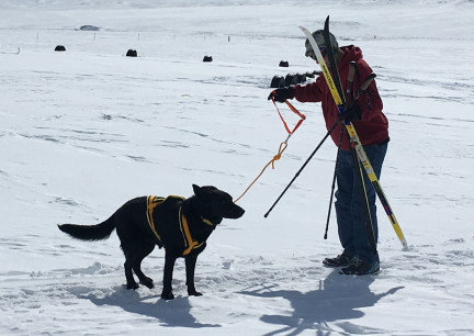 Skijouring Lots In Your Hands 2018-02-28