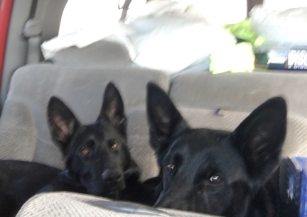 Tabaliah and Texas Tea Back Seat 2017-03-04