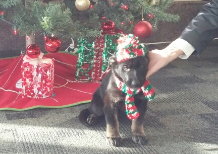 Tabaliah Airport Tree 2016-12-03