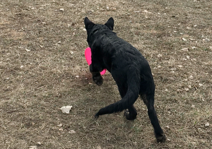 Tabaliah Catching Roller Disc Rapid City 2017-03-01