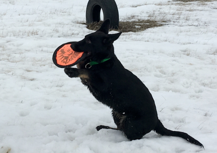 Tabaliah Frisbie Catch 2017-02-10