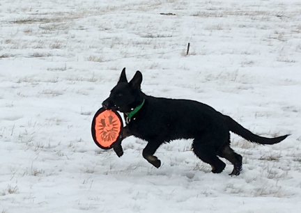 Tabaliah Frisbie Fetch 2017-02-10