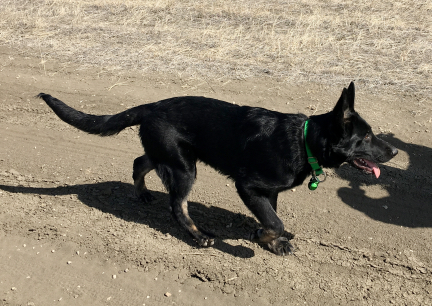 Tabaliah New Green Bells 2017-03-19