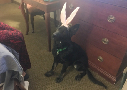 Tabaliah Rabbit Ears 2017-02-28