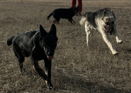 Tabaliah, Titus, Tychicus in rear 2017-02-24