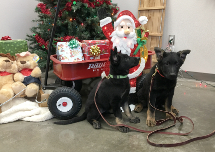 Tabaliah Tychicus Christmas Tree 2016-12-20