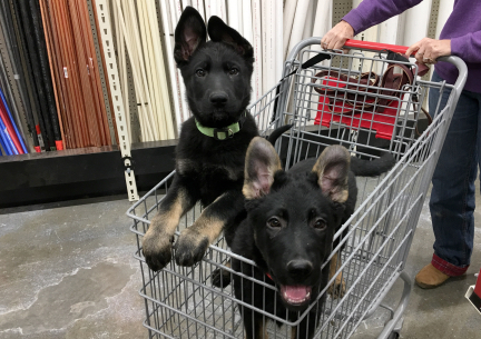 Tabaliah (rear and high) Tychicuc out Shopping 2016-12-20