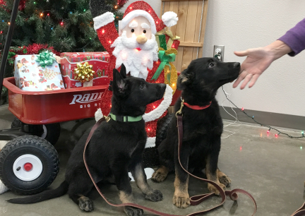 Tabaliah Tychicus Wagon Chirstmas Shopping 2016-12-20