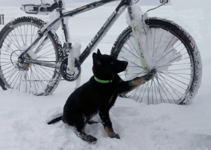 Tabaliah 11 Week Growth Photo 2016-12-27