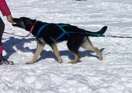 Teanna Pulling in Harness 2018-02-25