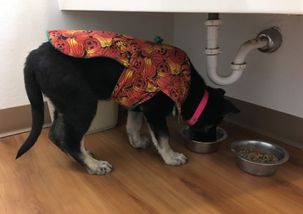Teanna Eating In Hotel Room 2017-10-31