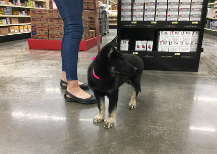 Teanna Goes Shopping 2017-10-21