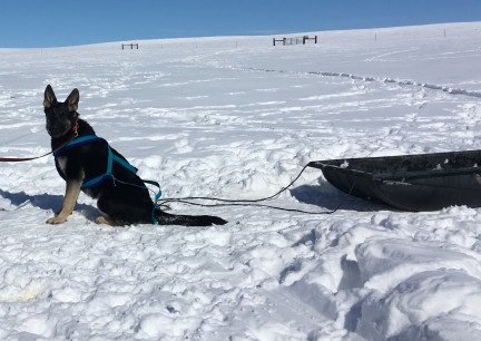 Teanna Harness Training 2018-02-25