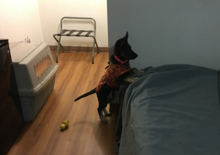 Teanna Hotel Room 2017-10-31