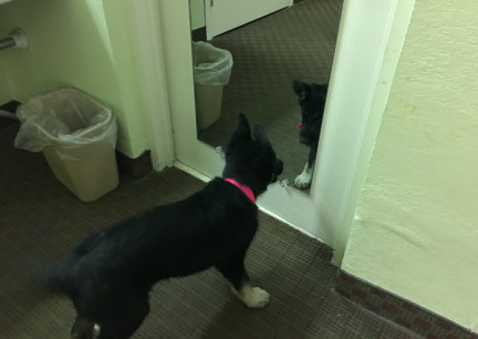 Teanna Mirror Mirror 2017-10-27