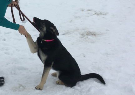 Teanna Shake Hands 2 2018-03-03