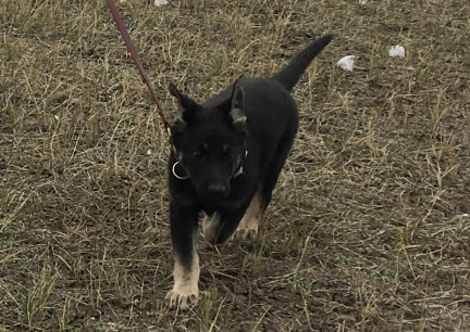 Teanna Walking 2017-10-14